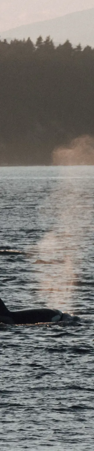 Geniesse die Walbeobachtung mit einem Experten